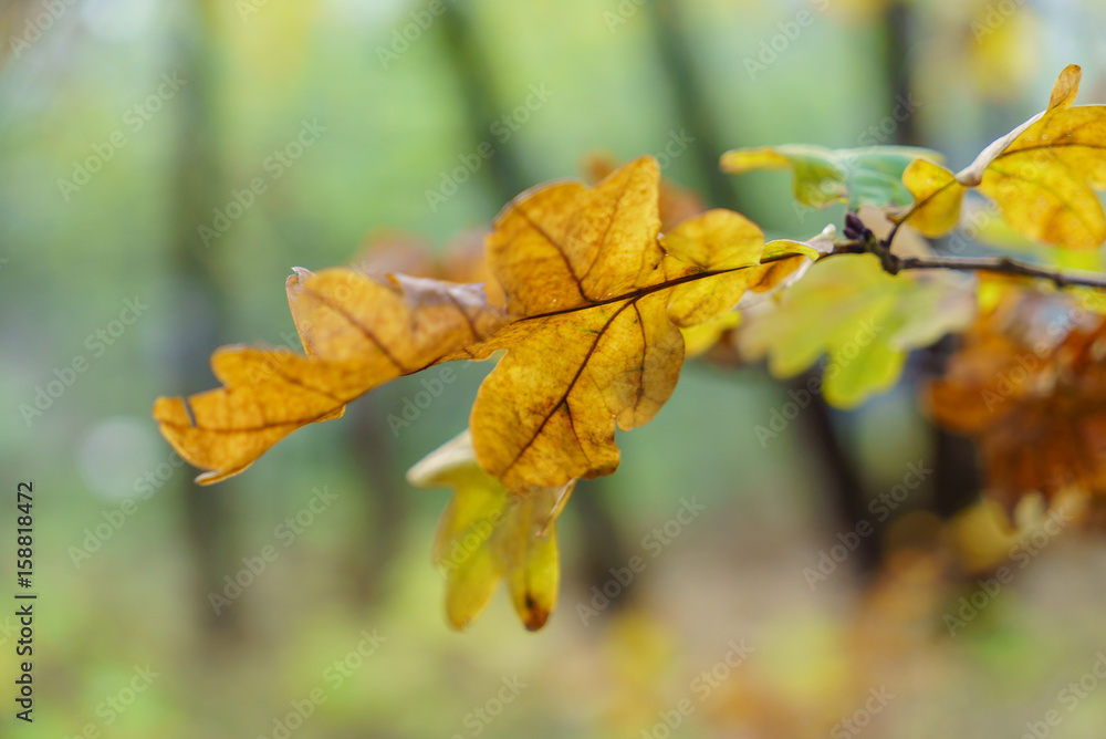 autumn leaves autumn leaves