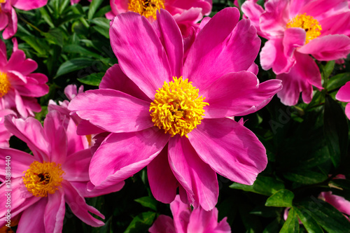 peony closeup