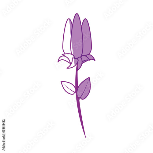 Beautiful ornamental flowers icon vector illustration graphic design © Gstudio