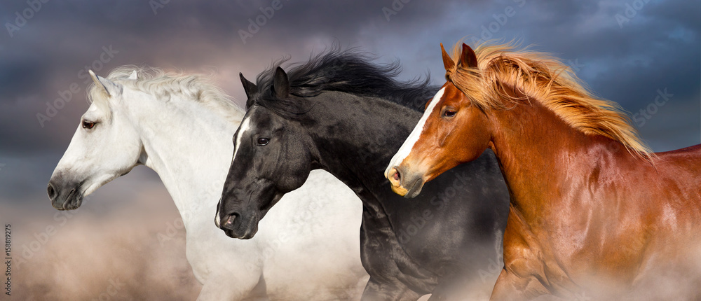 Naklejka premium Portret stadny koni biegnie szybko z ciemnym niebem w kurzu