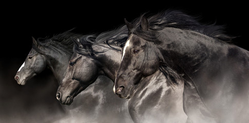 Black stallions with long mane run on dark background