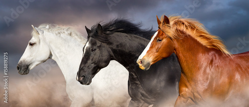 Fototapeta Naklejka Na Ścianę i Meble -  Horse herd portrait run fast against dark sky in dust