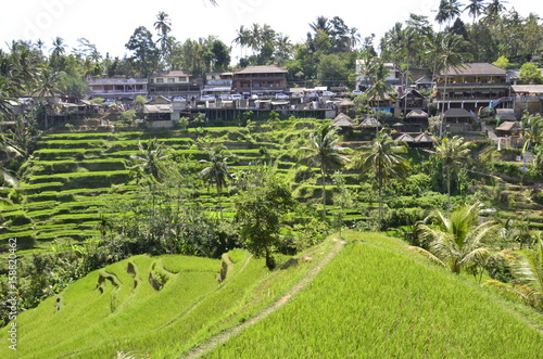 rice terrace field