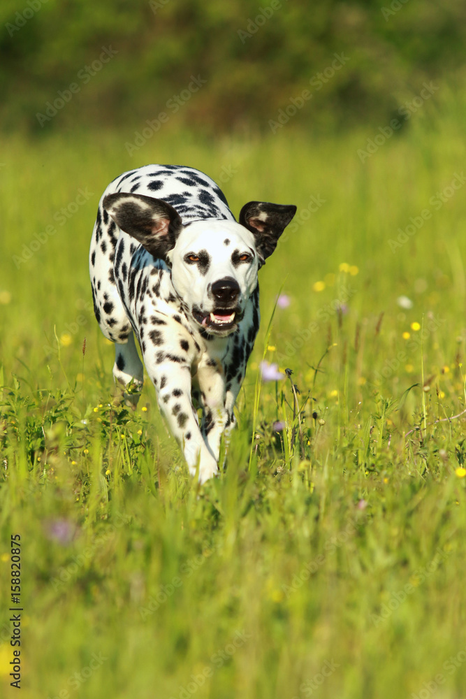 Dalmatiner Hund rennt frontal über eine Sommerwiese