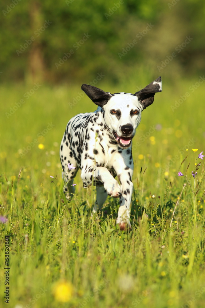 Dalmatiner Hund rennt frontal über eine Sommerwiese Dalmatiner Hund rennt frontal über eine Sommerwiese