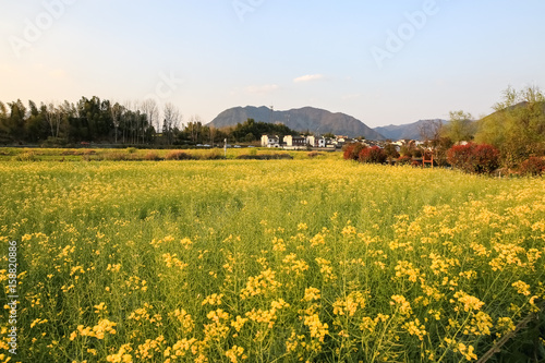 rapeseed flowers and anhui traditional village