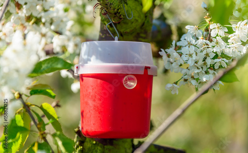 Red and white pheromone trap to lure insects. Here on a cherry tree in bloom. photo