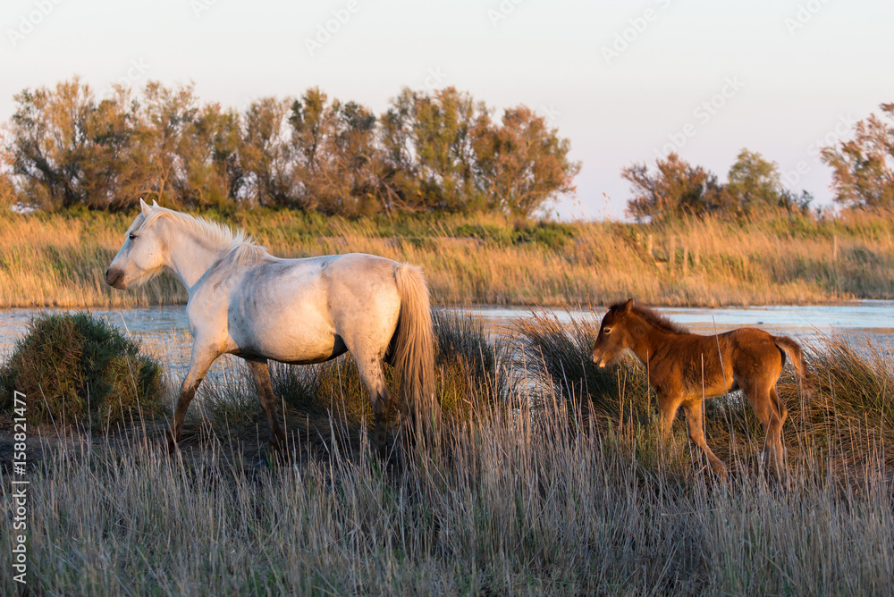 Foal and its mother walking, Camargue horse in back light in the swamps Foal and its mother walking, Camargue horse in back light in the swamps