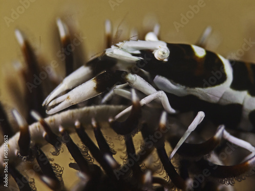 Feather Star Shrimp, Federstern-Garnele (Laomenes cf cornutus) photo