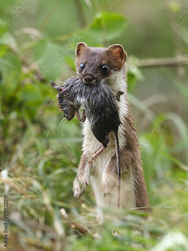фотографія Stoat Mustela erminea holding mouse in jaws