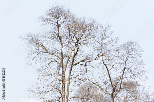 teak tree on blue sky