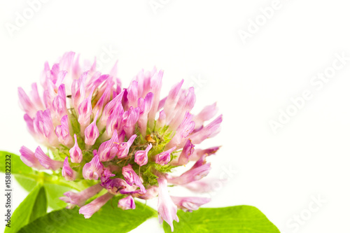 beautiful pink clover flower isolated on white background