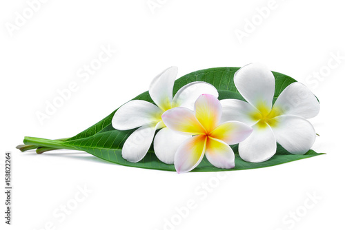 frangipani or plumeria (tropical flowers) with green leaves isolated on white background