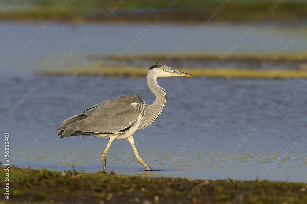 Naklejka premium Grey Heron Ardea cinerea, natural background