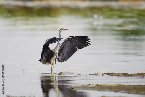 Grey Heron Ardea cinerea landing, natural background © Romuald