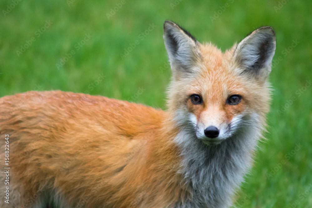 fox stare fox stare