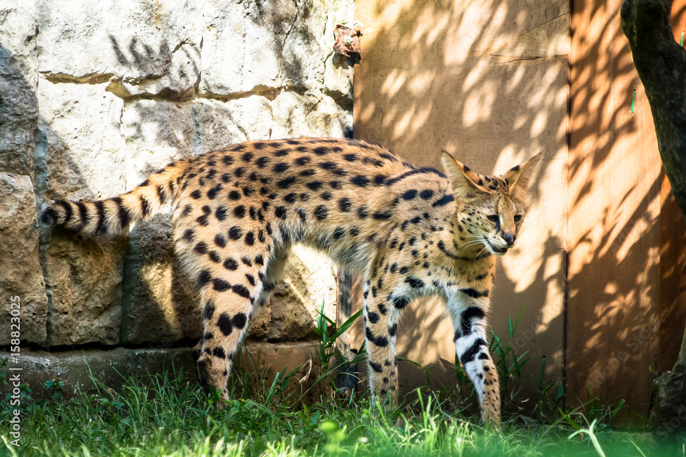 Obraz premium Serval - サーバル３