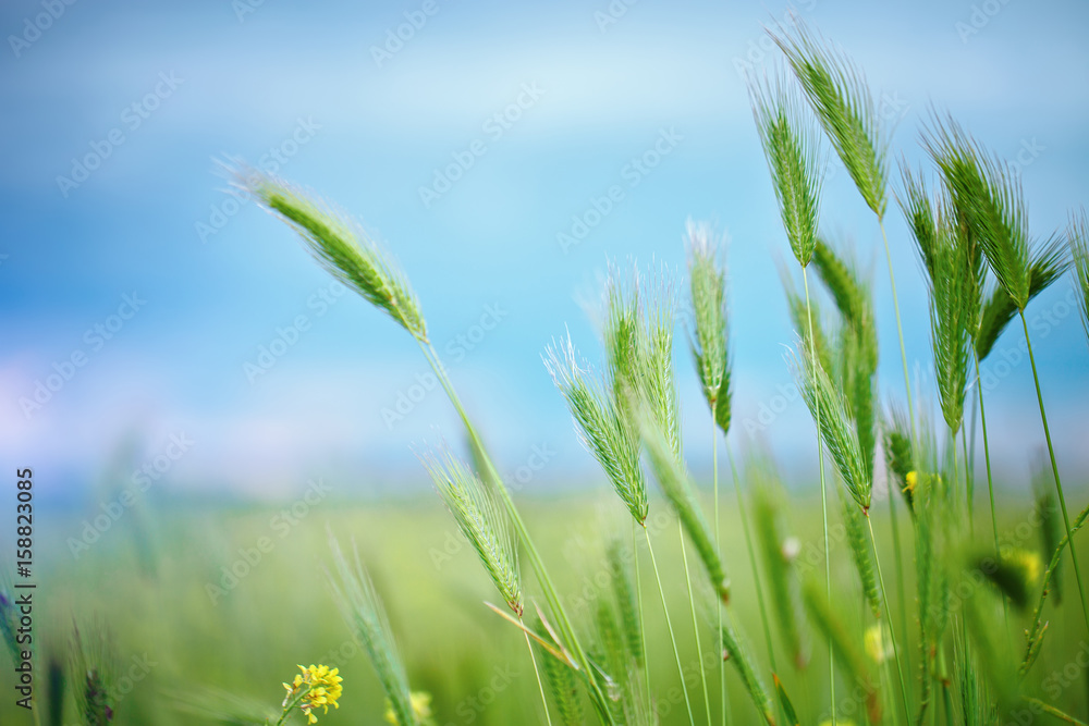Obraz premium Close up of grain field in summer.