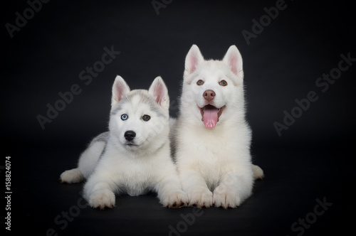  Lovely Husky puppies