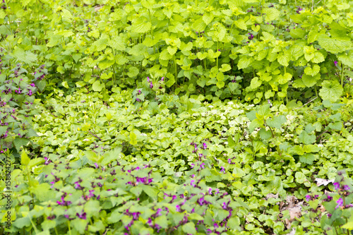 ground cover vegetation