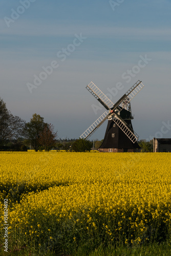 Yellow raps field with windmill