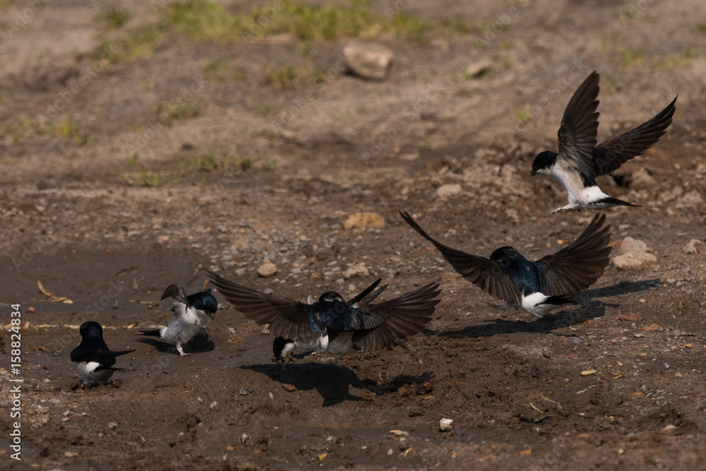 Common house martin in nest building Common house martin in nest building