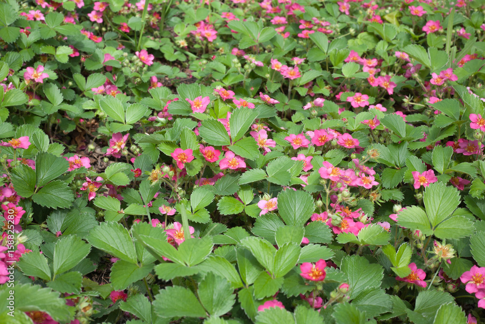 Wild Pink Flowering Strawberry in a garden Wild Pink Flowering Strawberry in a garden