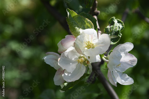 Apple tree branch in blossom, green blurry background. Finland.