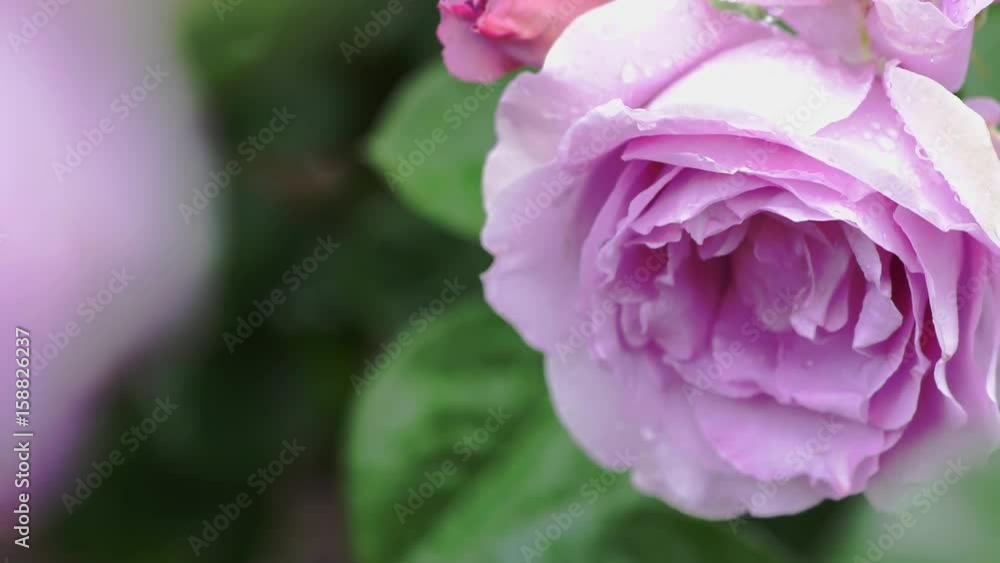 Beautiful pink rose with falling rain drop.
Beautiful pink rose with falling rain drop.