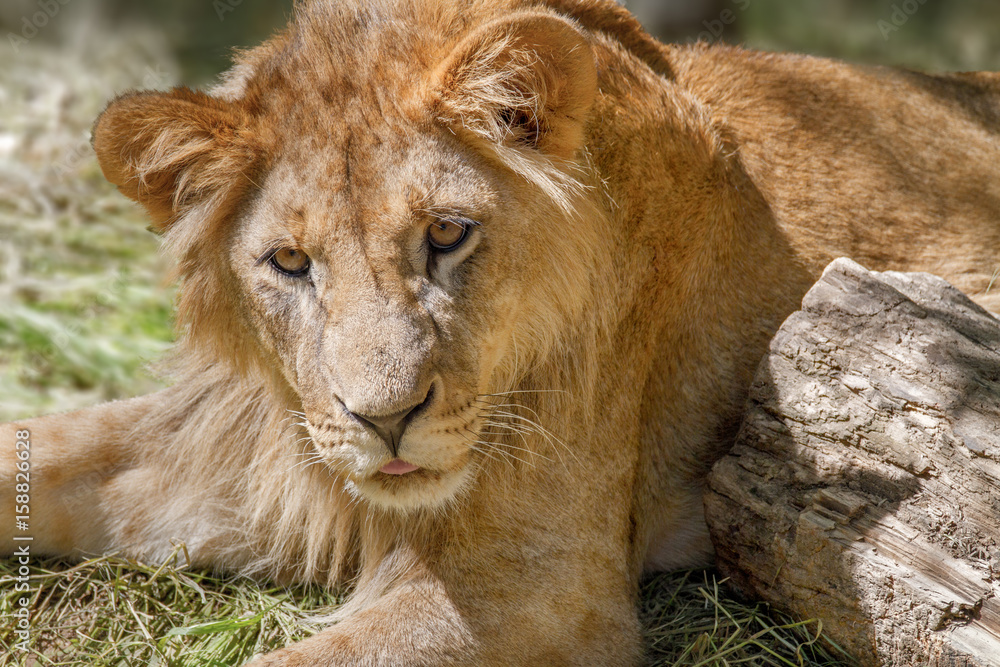 Fototapeta premium animal young lion lying on the grass