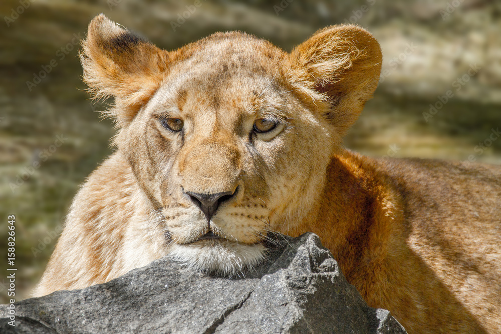 Fototapeta premium animal lioness has laid her head on a large stone