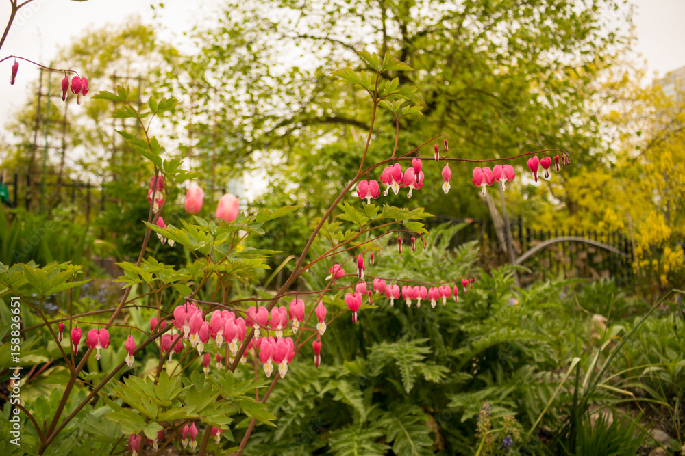 Photo of delicate pink flowers resembling jewerly