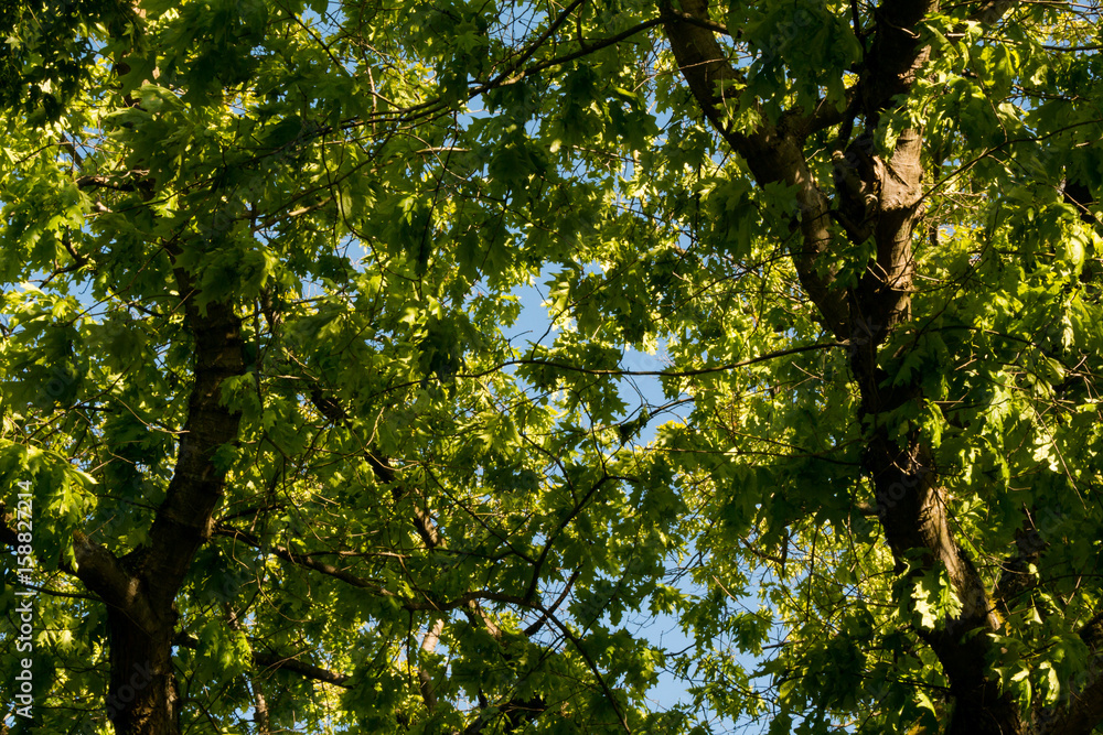 Photo of reen trees detail against blue sky Photo of reen trees detail against blue sky