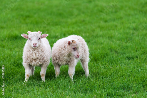 Two young sheep in pasture in Iceland