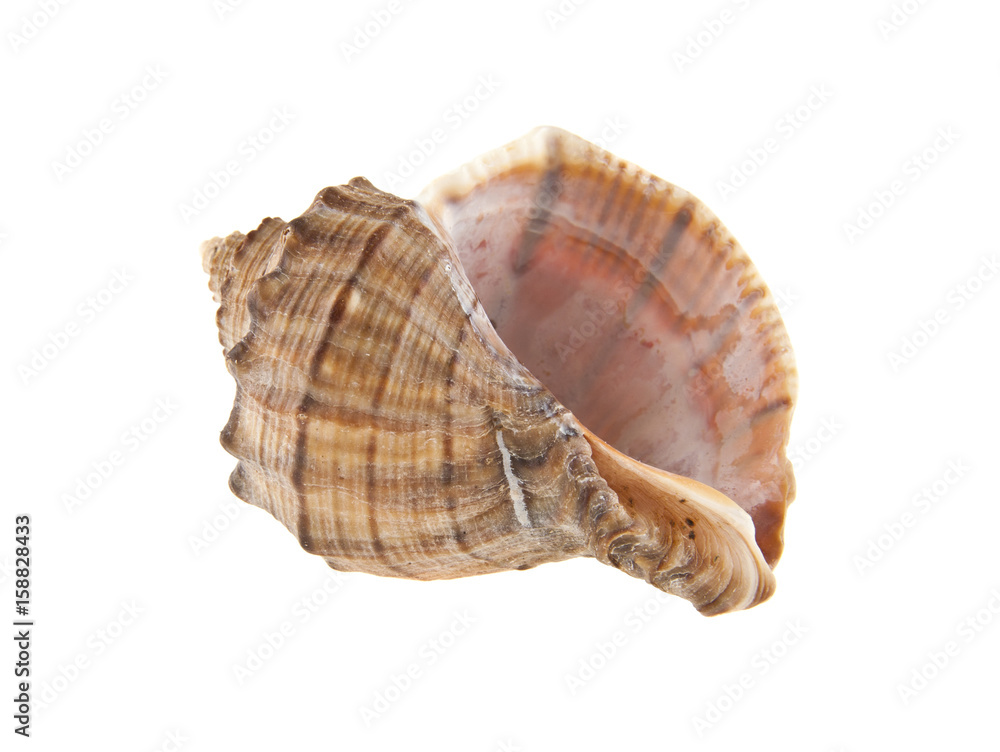 Shell