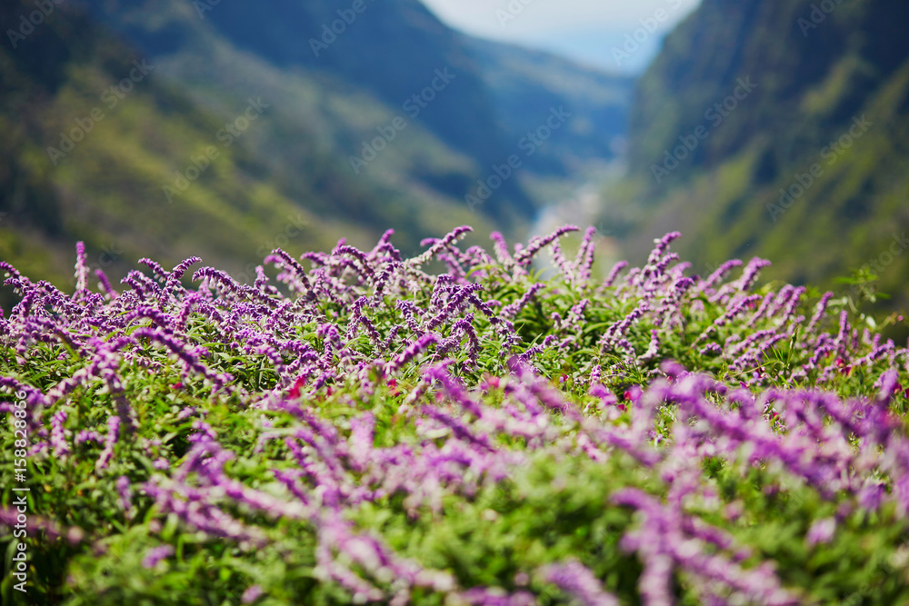 Obraz premium Beautiful landscape with purple flowers and mountains on Madeira island