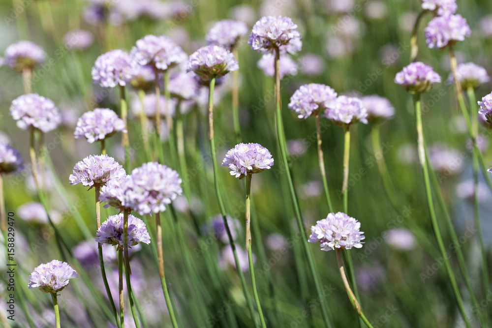 Sea thrift (Armeria maritima), flowers blooming in a meadow Sea thrift (Armeria maritima), flowers blooming in a meadow