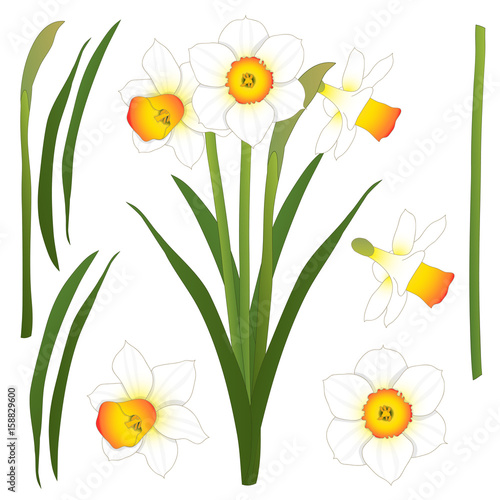 Fototapeta Naklejka Na Ścianę i Meble -  Daffodill - Narcissus. Vector Illustration. isolated on White Background