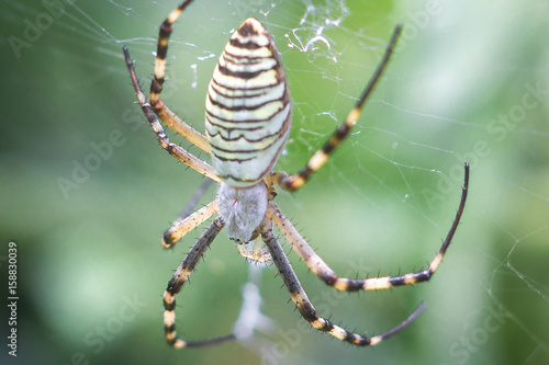 Yellow-black orb-weaver spider. Argiope Bruennichi, or the wasp-spider on the web, cobweb against green natural background, closeup.