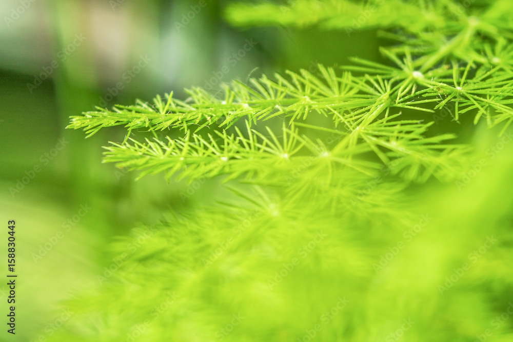 Blurred green for background from nature Blurred green for background from nature