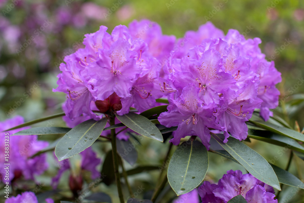 Rhododendron beautiful flower Rhododendron beautiful flower