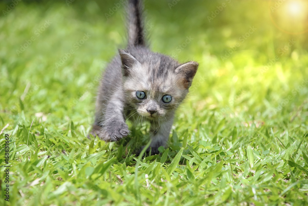 Kitten walk on green grass.