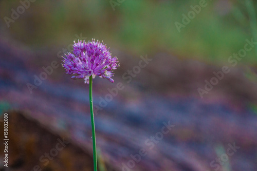 Purple steppe flower on a blurred background