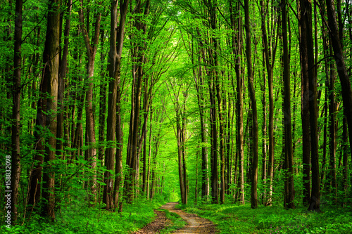 Fototapeta Naklejka Na Ścianę i Meble -  forest trees. nature green wood sunlight backgrounds. sky