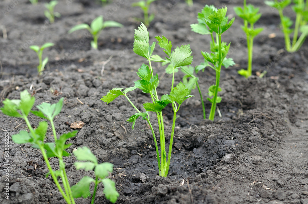 freshly planted celery seedlings and pepper seedlings ( on background) in the vegetable garden freshly planted celery seedlings and pepper seedlings ( on background) in the vegetable garden