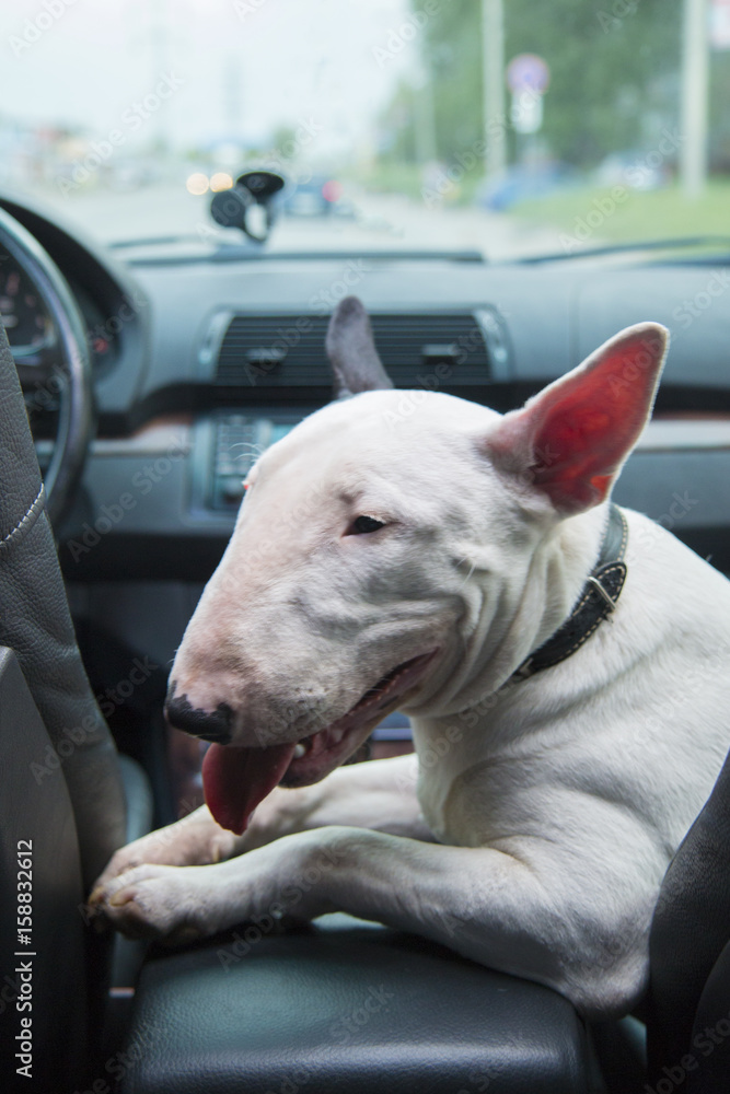 A fighting dog dog sits on the passenger seat of a car