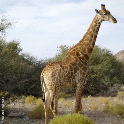 Giraffe