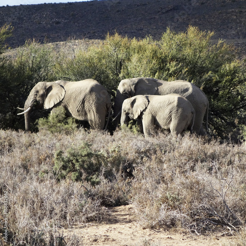 Family of Elephants