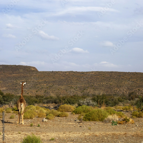 Isolated Giraffe