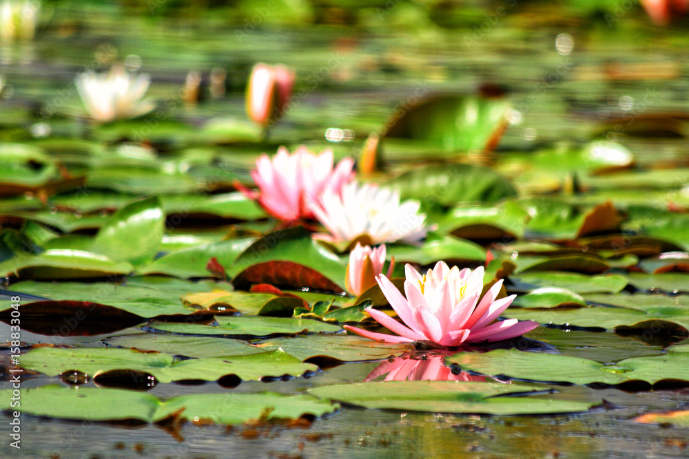 water lilly water lilly